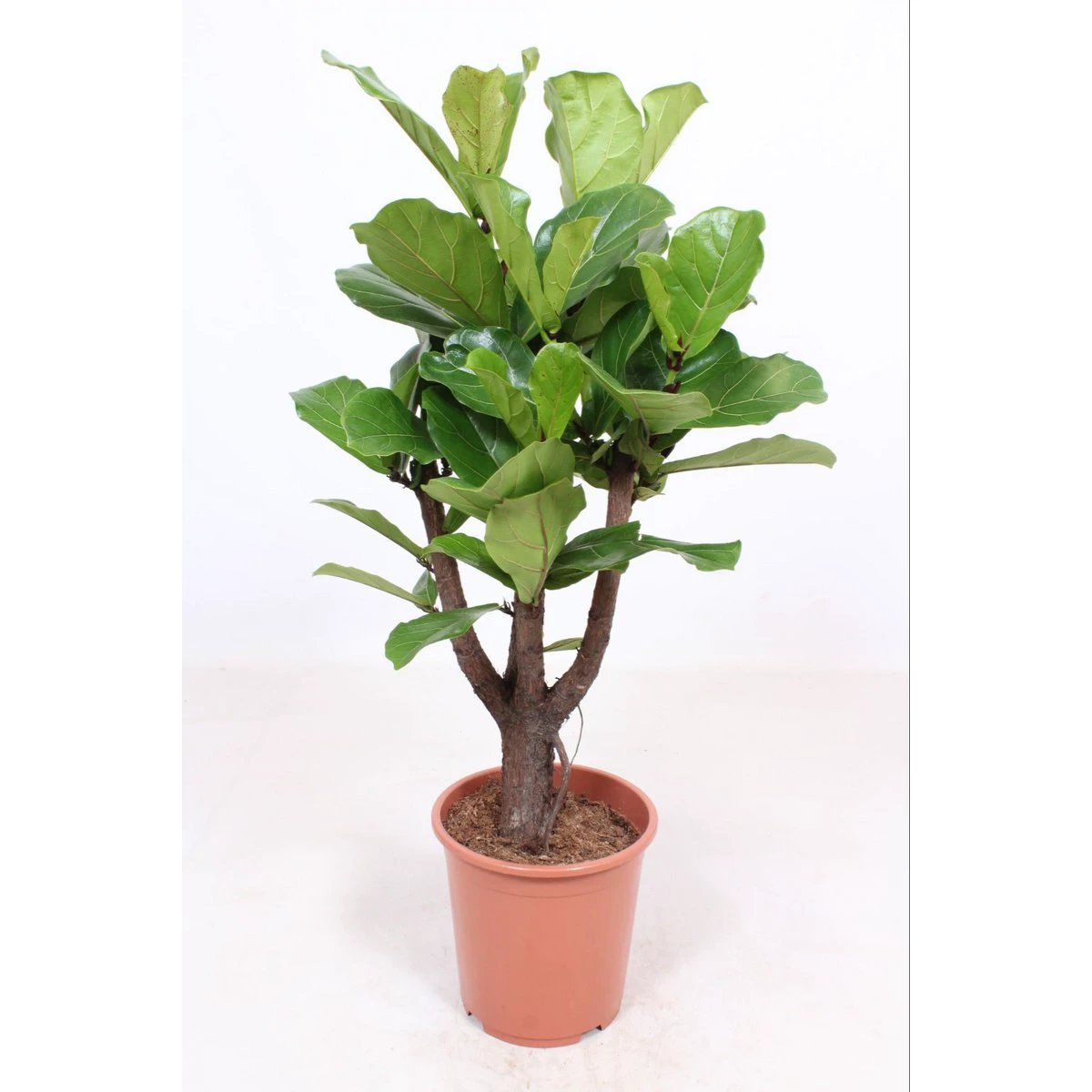 Ficus Lyrata branched - Ø27cm - ↕120cm by MEERgroothandel Planten
