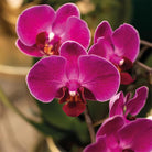 Colibr Orchids | Set aus violetten Orchideen in Como-Schale inkl. Wasserreservoir | drei violette Orchideen Morelia 9 cm | Mono-Bouquet violett mit selbsttragendem Wasserreservoir von Kolibri Company