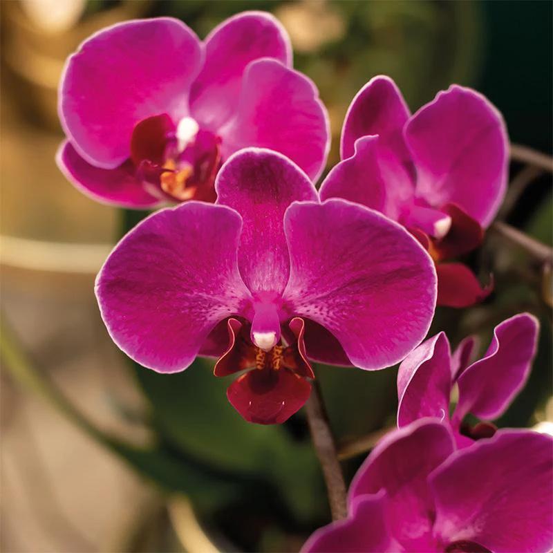 Colibr Orchids | Set aus violetten Orchideen in Como-Schale inkl. Wasserreservoir | drei violette Orchideen Morelia 9 cm | Mono-Bouquet violett mit selbsttragendem Wasserreservoir von Kolibri Company