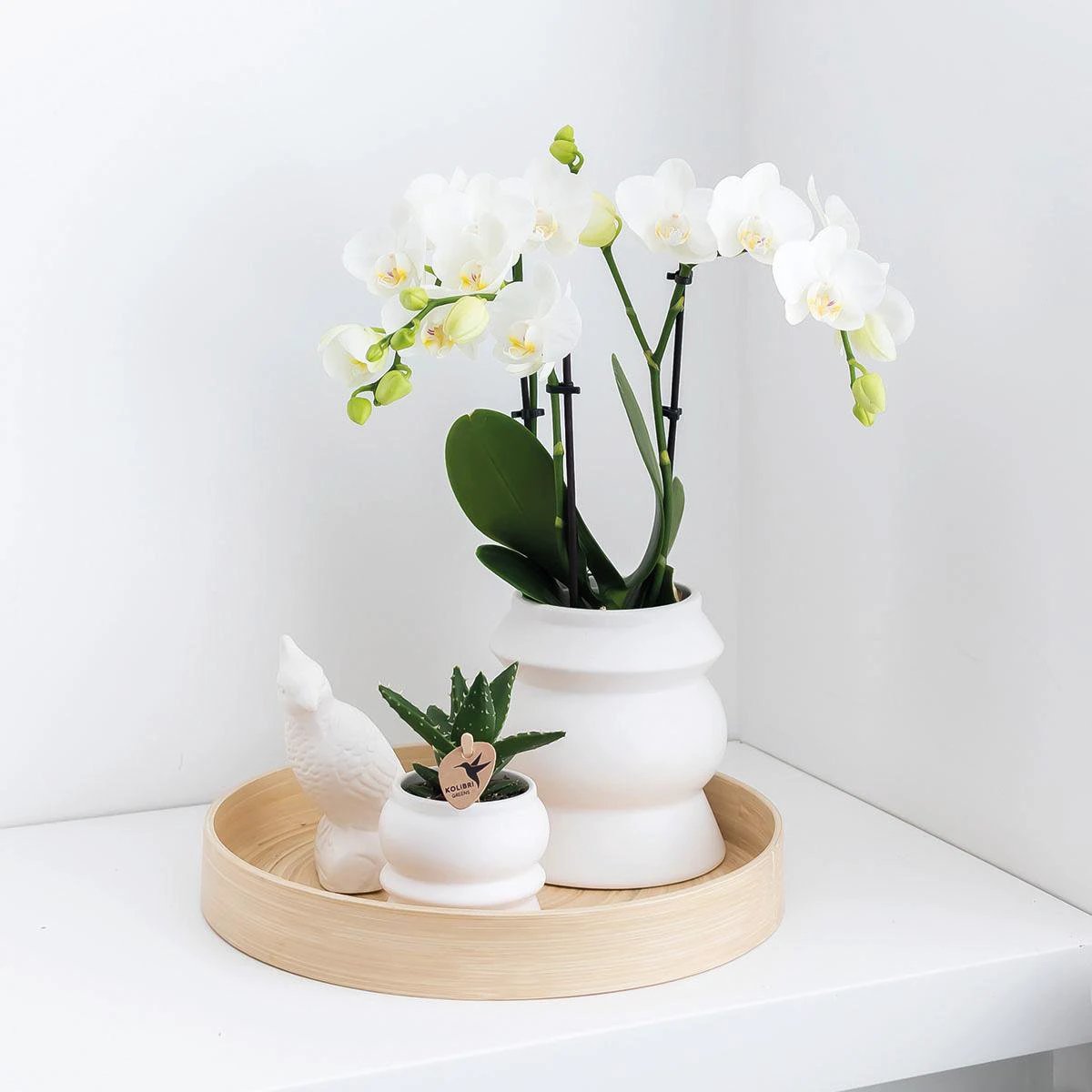 Kolibri-Orchideen – Überraschungsbox einfarbig – Plants Advantage Box – Überraschungsbox mit 4 verschiedenen Orchideen – Frisch vom Züchter von Kolibri Company