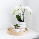 Kolibri-Orchideen – Überraschungsbox einfarbig – Plants Advantage Box – Überraschungsbox mit 4 verschiedenen Orchideen – Frisch vom Züchter von Kolibri Company