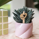 Hummingbird Greens | Green plant - Succulent Tarantula - green houseplant - fresh from the grower - Ø6cm by Kolibri Company