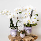 Kolibri Home | Granada - Lilac - Ø6cm by Kolibri Company