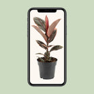 Ficus Elastica Belize - Ø17cm - ↕55cm by MEERgroothandel Planten