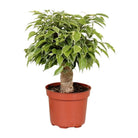 Ficus Benjamina Kinky - Ø12cm - ↕28cm by MEERgroothandel Planten
