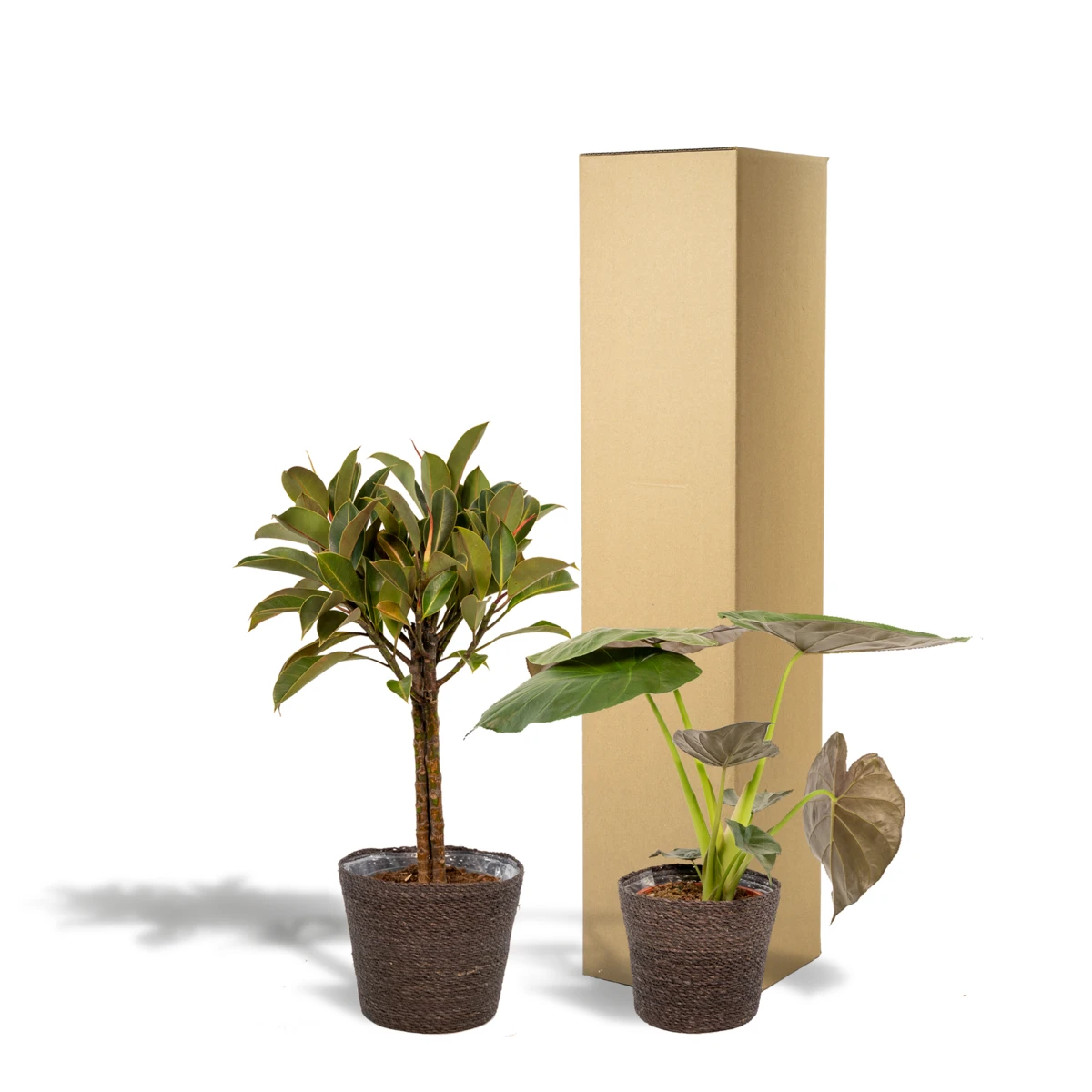 Ficus Elastica Melany – Ø21cm – ↕85cm + Alocasia Wentii – Ø19cm – ↕60cm + Korb Igmar von MEERgroothandel Planten
