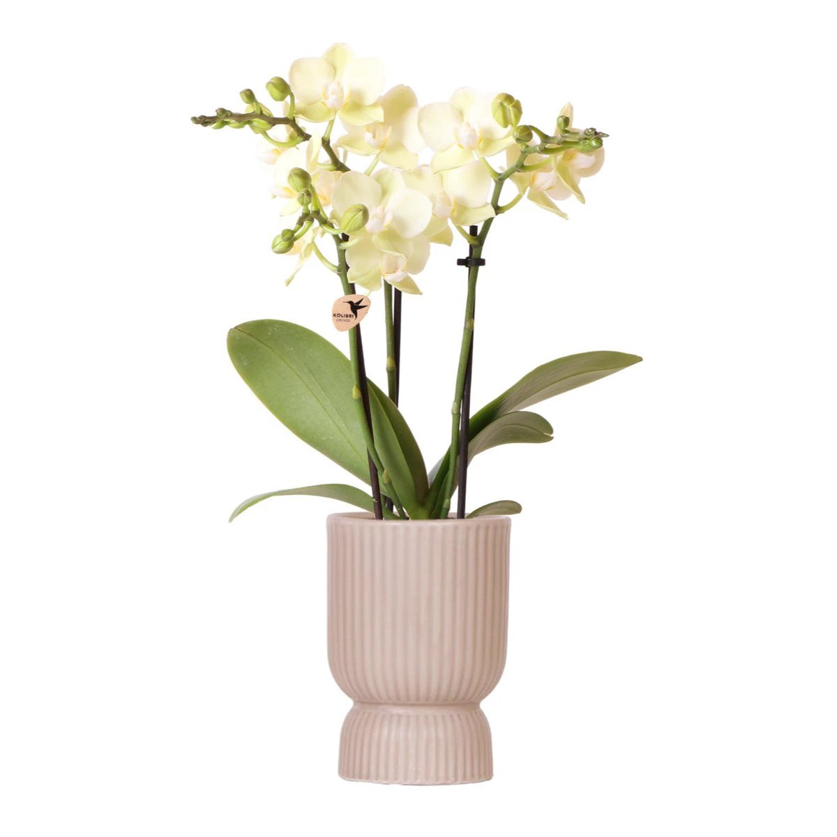 Hummingbird Orchids | yellow Phalaenopsis orchid - Mexico + Diabolo pot sand - pot size Ø9cm | flowering houseplant - fresh from the grower by Kolibri Company