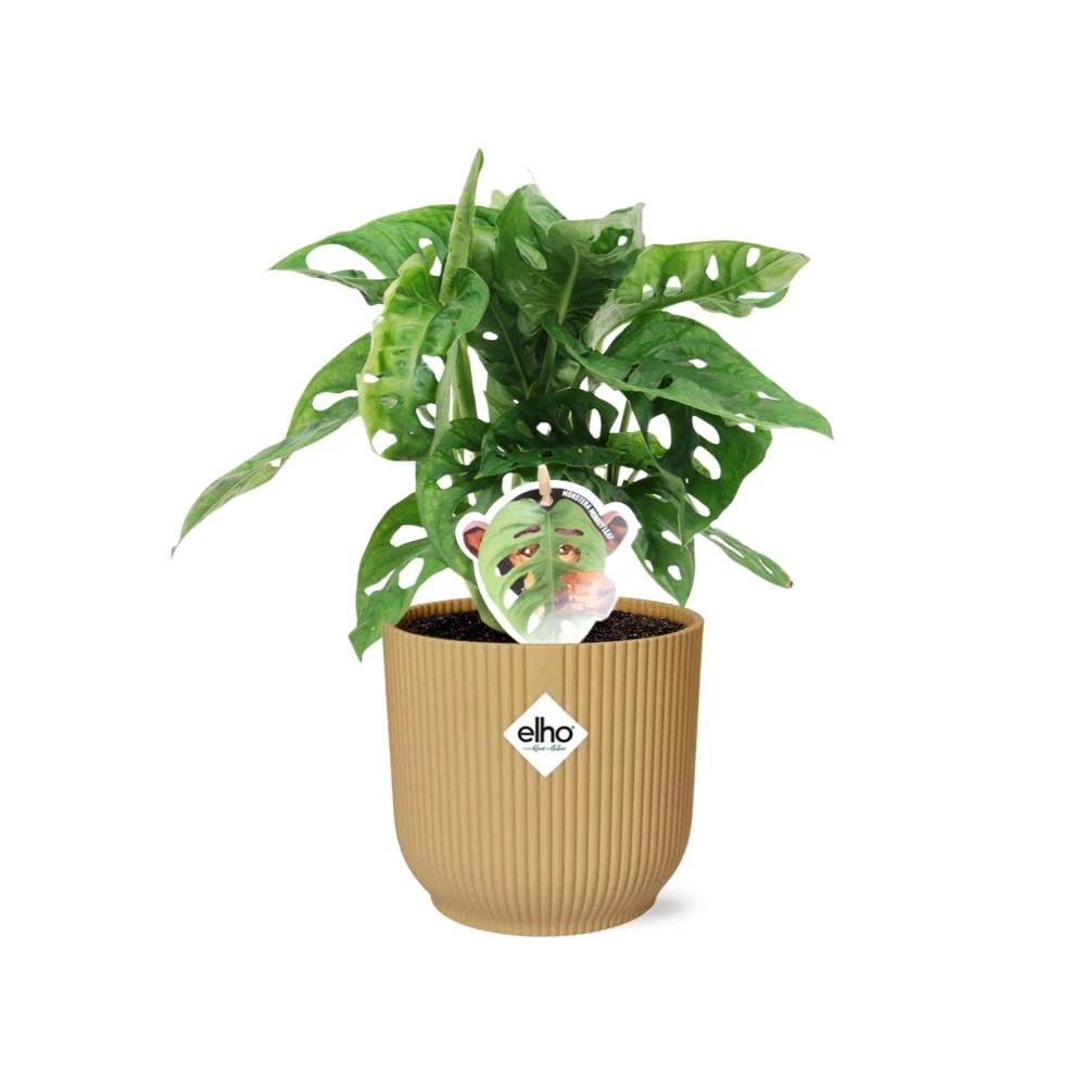 Monstera ‘Monkey Leaf’ in ELHO Vibes Fold 14cm geel by MEERgroothandel Planten