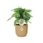Monstera ‘Monkey Leaf’ in ELHO Vibes Fold 14cm geel by MEERgroothandel Planten