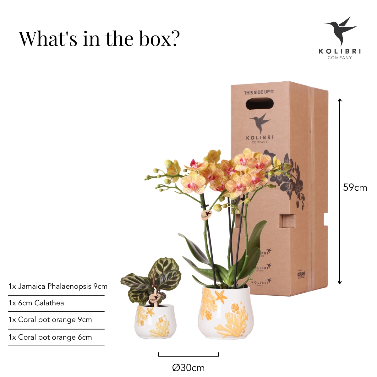 Kolibri Company - Planten set Coral Oranje | Set met oranje Phalaenopsis orchidee Jamaica Ø9cm en groene plant Calathea Ø6cm | incl. oranje keramieken sierpotten by Kolibri Company