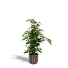 Ficus benjamina Danielle - ↨95cm - Ø21cm + Topf Mayk Blei von MEERgroothandel Planten