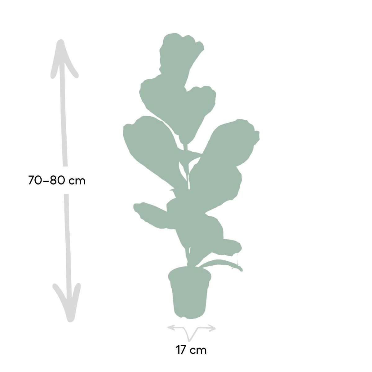 Ficus Lyrata - Rubber plant - Ø17cm - ↕75cm by MEERgroothandel Planten