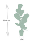 Ficus Lyrata - Rubber plant - Ø17cm - ↕75cm by MEERgroothandel Planten