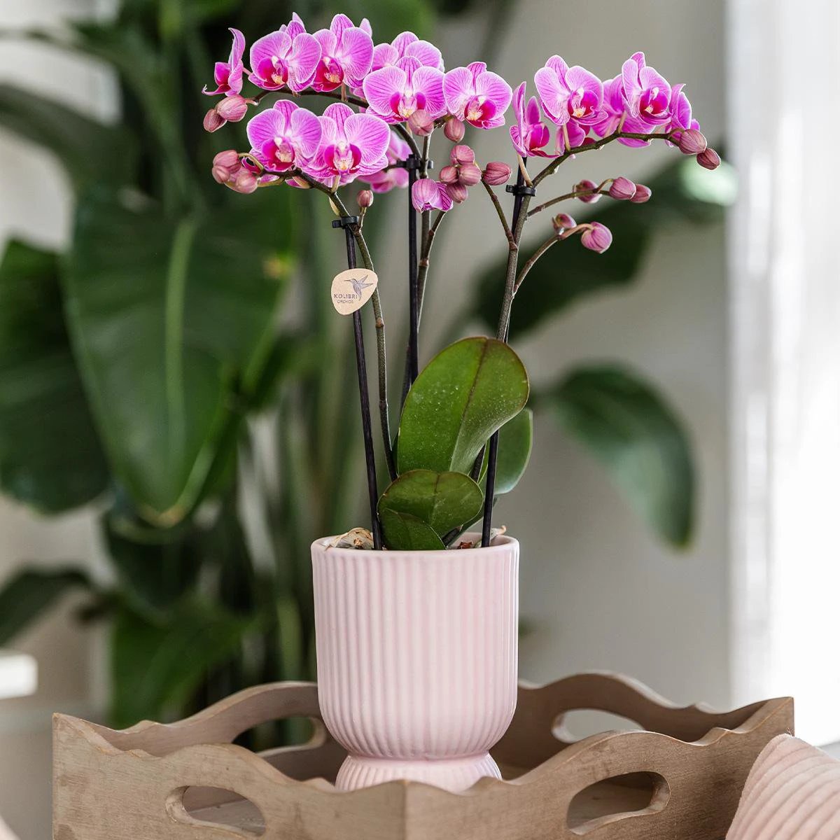 Hummingbird Home | Diabolo pot pink - Ø6cm by Kolibri Company