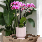 Hummingbird Home | Diabolo pot pink - Ø6cm by Kolibri Company