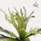 Kunstplant - Staghorn Fern - Hertshoorn - 50 cm by Green boutiQ