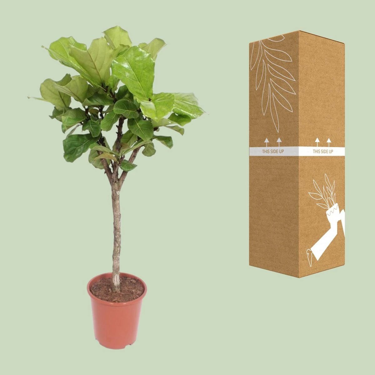 Ficus Lyrata | [P27-H120] von MEERgroothandel Planten