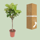 Ficus Lyrata | [P27-H120] von MEERgroothandel Planten