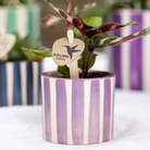 Kolibri Home | Painted stripe - Lilac - Ø6cm by Kolibri Company