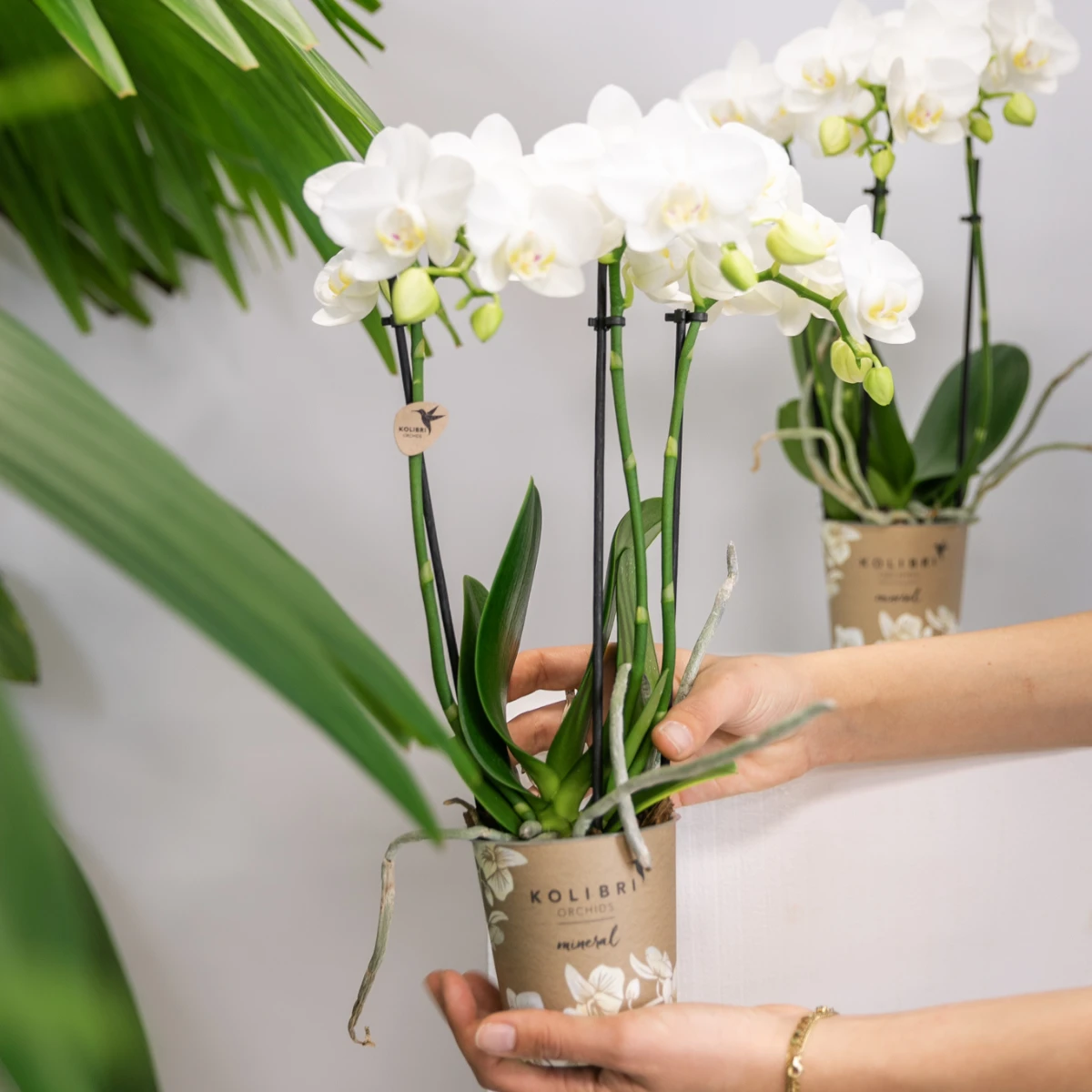 Colibr Orchids | COMBI DEAL from 2 white Phalaenopsis orchids - Amabilis - pot measure Ø9cm | -driving room plant - freshly from the grower by Kolibri Company