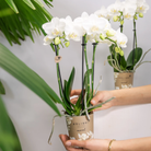 Colibr Orchids | COMBI DEAL from 2 white Phalaenopsis orchids - Amabilis - pot measure Ø9cm | -driving room plant - freshly from the grower by Kolibri Company