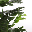 Artificial plant Monstera green by Mica Decorations
