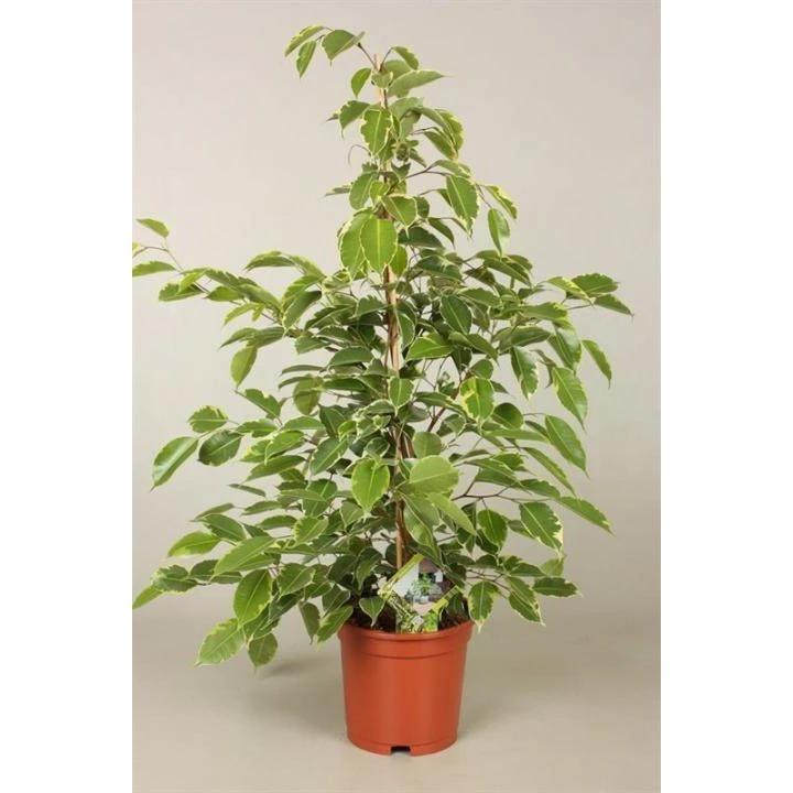 Ficus Goldenking – Ø17 cm – ↕60 cm von MEERgroothandel Planten
