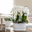 Hummingbird Home | Diabolo pot white - Ø6cm by Kolibri Company