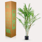 Art plant - Chamaedorea Elegans - Bergpalm - 120 cm by Green boutiQ