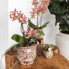 Hummingbird Home | Safari pot - 12 - Ø12cm by Kolibri Company