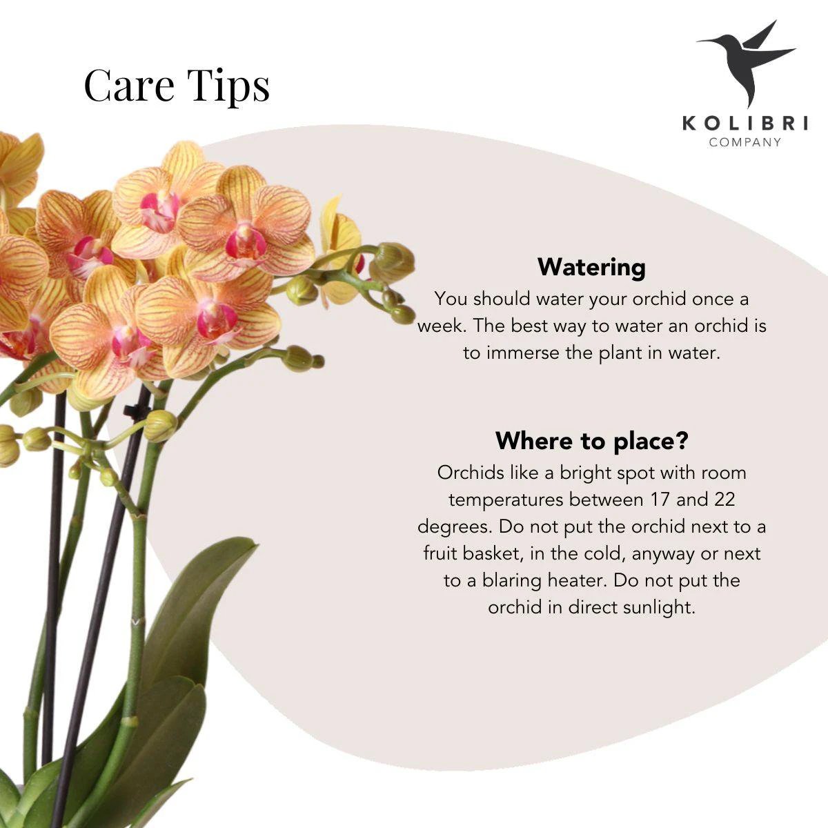 Hummingbird Orchids | Gift set Optimism small peach | Green plant with orange Phalaenopsis orchid in candy decorative pots on white organic tray by Kolibri Company