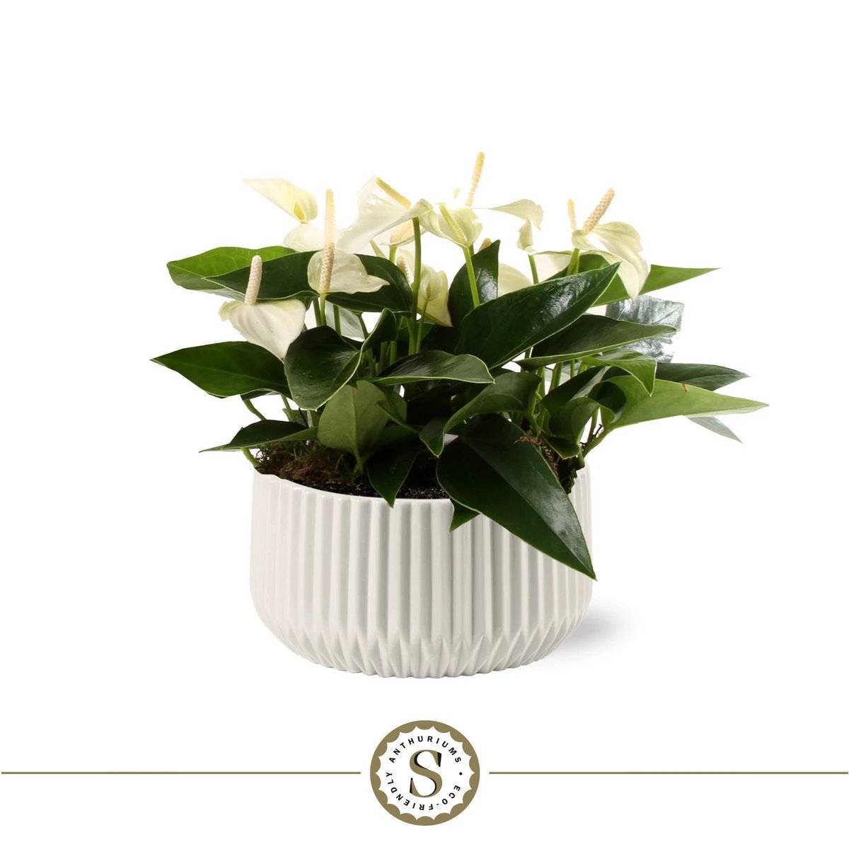 Madeira White met Table Eclyps by Blooming Luxury