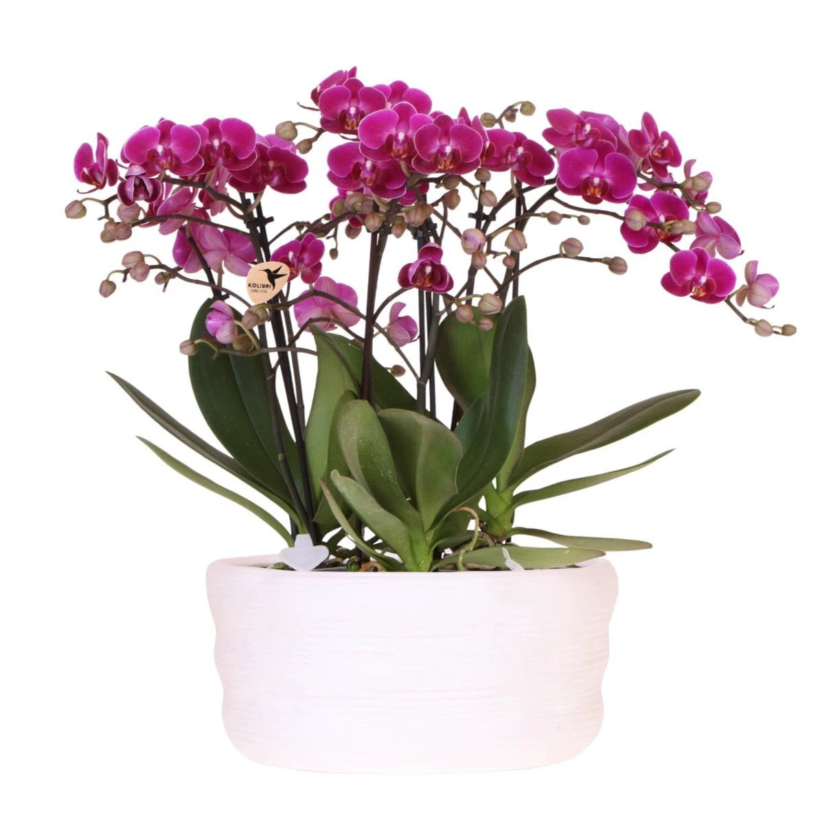 Colibr Orchids | purple orchids set in Como dish incl. water reservoir | three purple orchids Morelia 9cm | Mono Buquet purple with self-supporting water reservoir by Kolibri Company