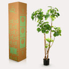 Kunstplant - Polyscias - Aralia - 135 cm by Green boutiQ