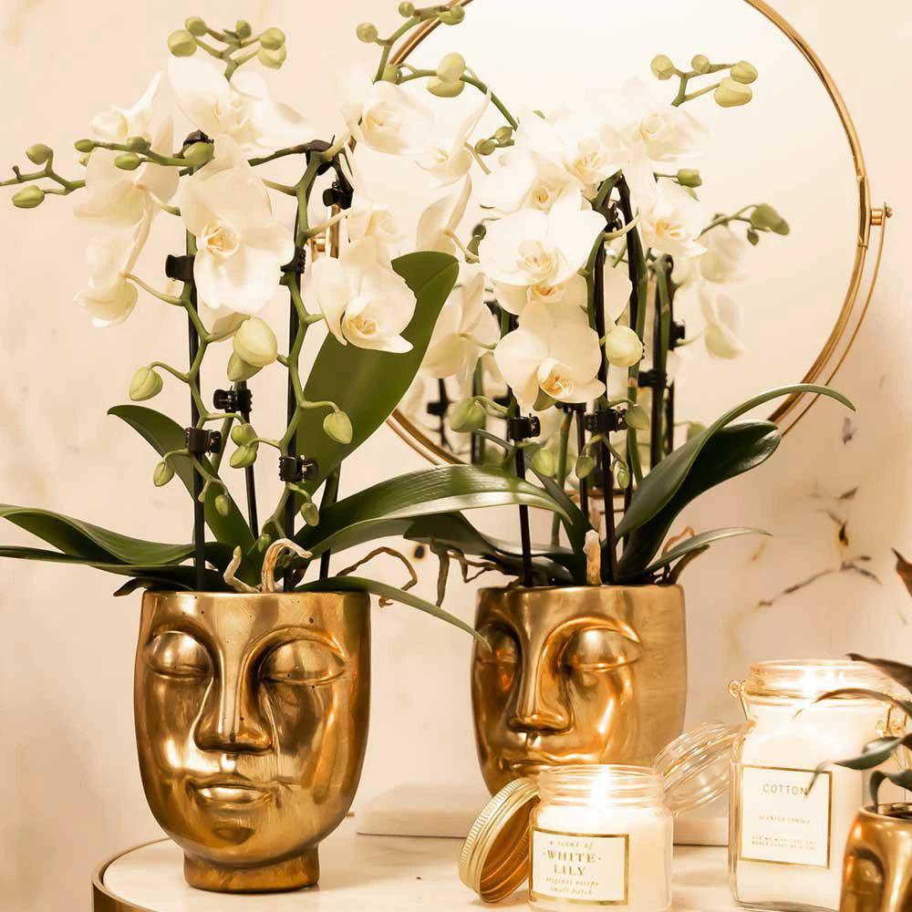 Colibr Orchids | weiße Phalaenopsis-Orchidee – Nigara Fall – Potmate Ø9cm | – Pflanze fürs Wohnzimmer – frisch vom Züchter von Kolibri Company