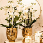 Colibr Orchids | weiße Phalaenopsis-Orchidee – Nigara Fall – Potmate Ø9cm | – Pflanze fürs Wohnzimmer – frisch vom Züchter von Kolibri Company