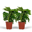 2x Monstera Monkey Leaf - Hole plant - 30cm - ø12 by MEERgroothandel Planten