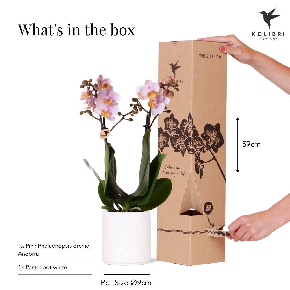 Hummingbird Orchids | Pink phalaenopsis orchid - Andorra + Pastel pot white - pot size Ø9cm | flowering houseplant - fresh from the grower by Kolibri Company