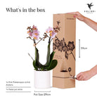 Hummingbird Orchids | Pink phalaenopsis orchid - Andorra + Pastel pot white - pot size Ø9cm | flowering houseplant - fresh from the grower by Kolibri Company