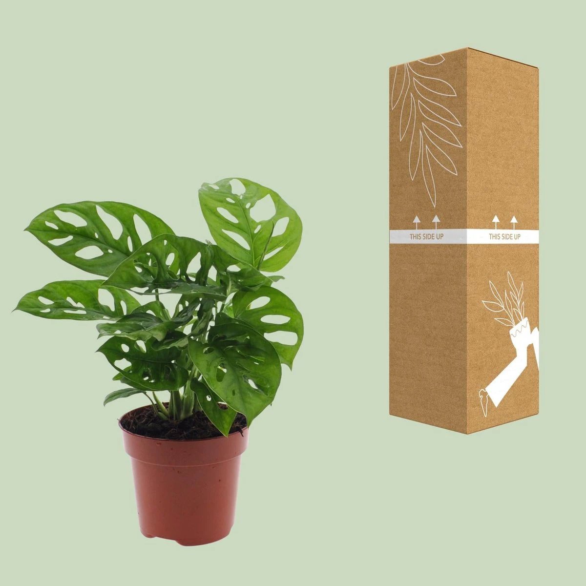 Monstera Monkey Leaf (Gatenplant) - Ø12cm - ↕30cm by MEERgroothandel Planten