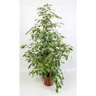 Ficus benjamina Golden King 21 cm - Ø21 cm - ↕100 cm von MEERgroothandel Planten