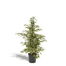 Ficus benjamina Twilight - Ø21cm - ↕95cm by MEERgroothandel Planten