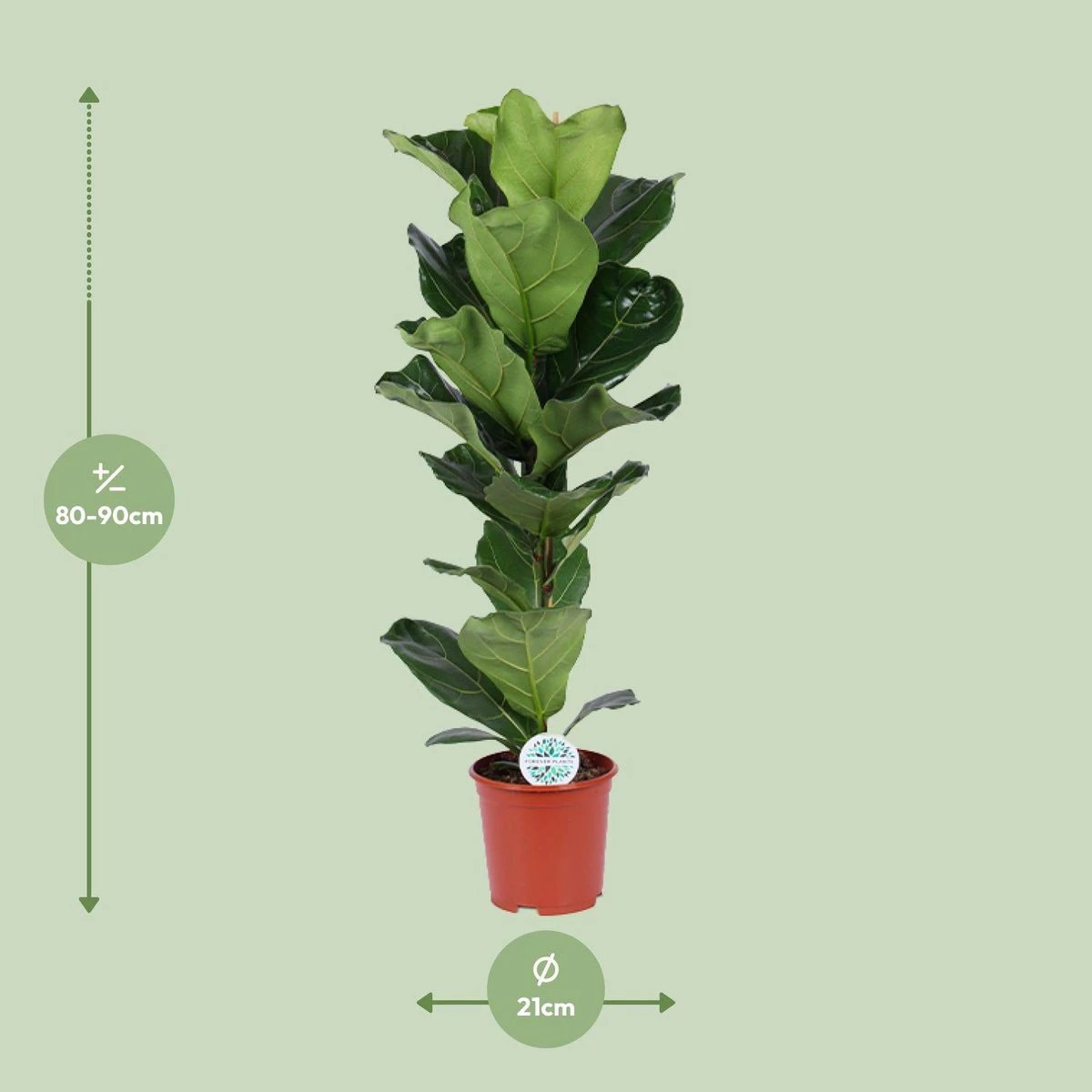 Ficus Lyrata - Ø21cm - ↕90cm by MEERgroothandel Planten