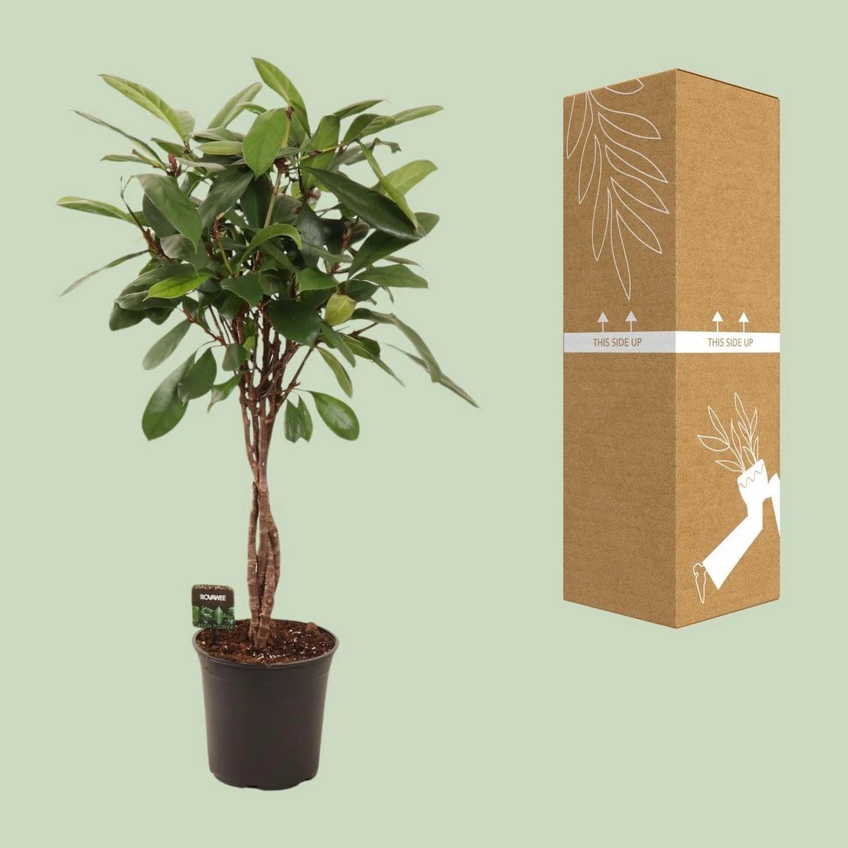 Ficus cyathistipula geflochtener Stamm | [P24-H110] von MEERgroothandel Planten