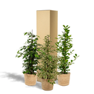 Ficus Benjamina Danielle - Ø21cm - ↕95cm + Ficus Benjamina Twilight - Ø21cm - ↕95cm + Ficus Microcarpa Moclame - Ø21cm - ↕95cm + Mand Selin by MEERgroothandel Planten