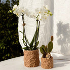 Kolibri Home | Star Fish sierpot - Sand - Ø9cm by Kolibri Company